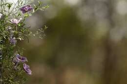 Image of Nierembergia linariifolia R. Grah.