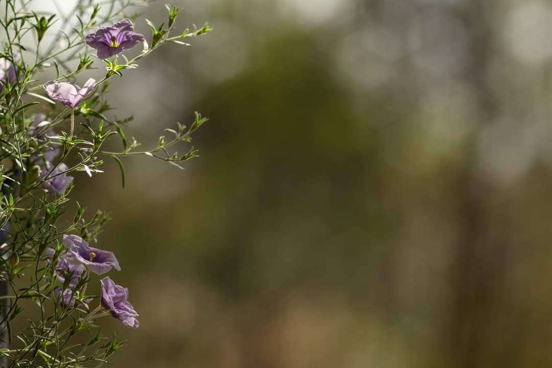 Image of Nierembergia linariifolia R. Grah.