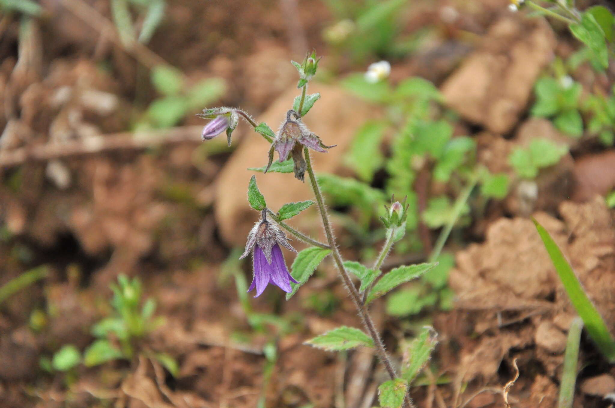 Imagem de Campanula pallida Wall.