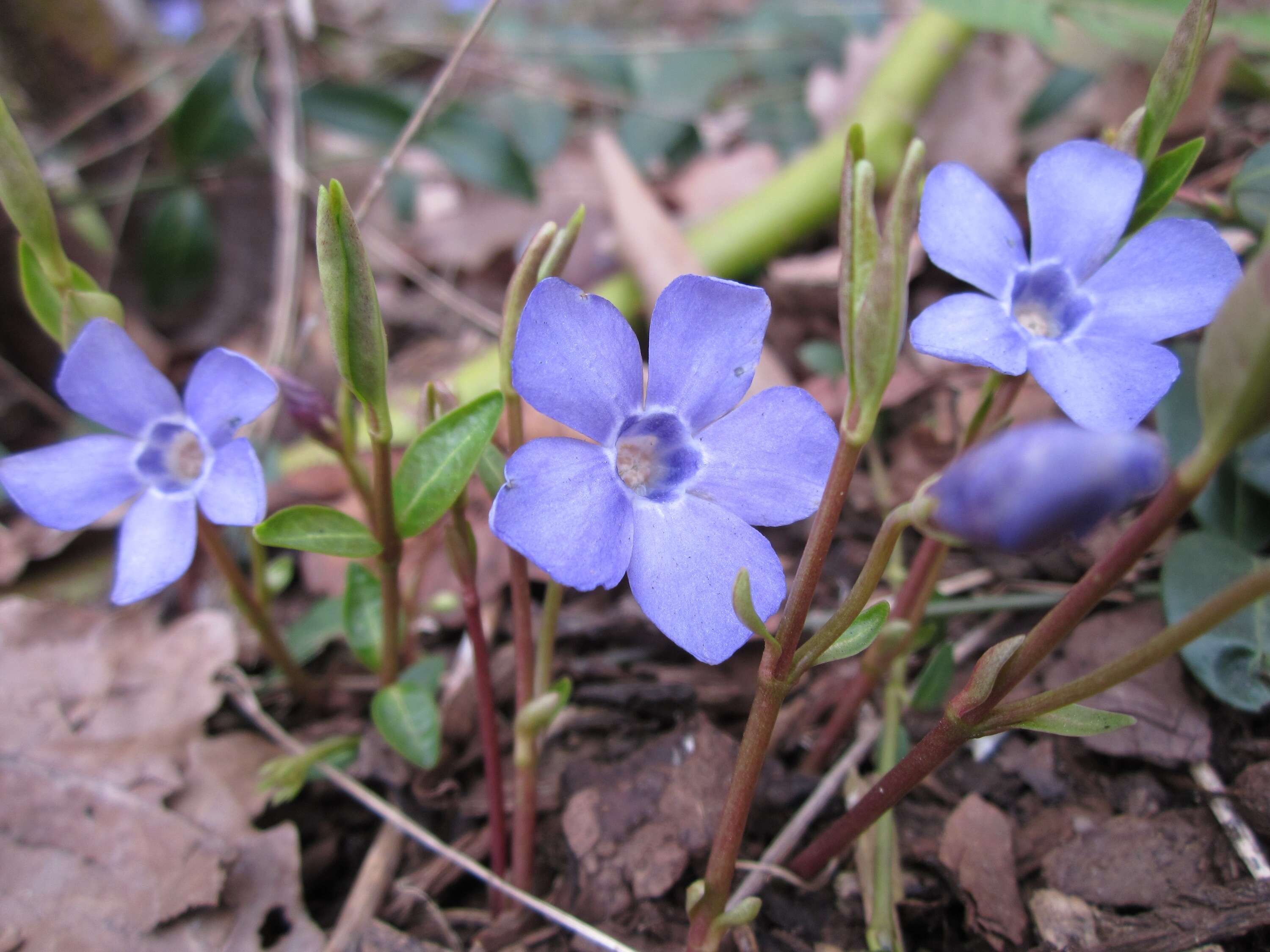 Image of Common Periwinkle