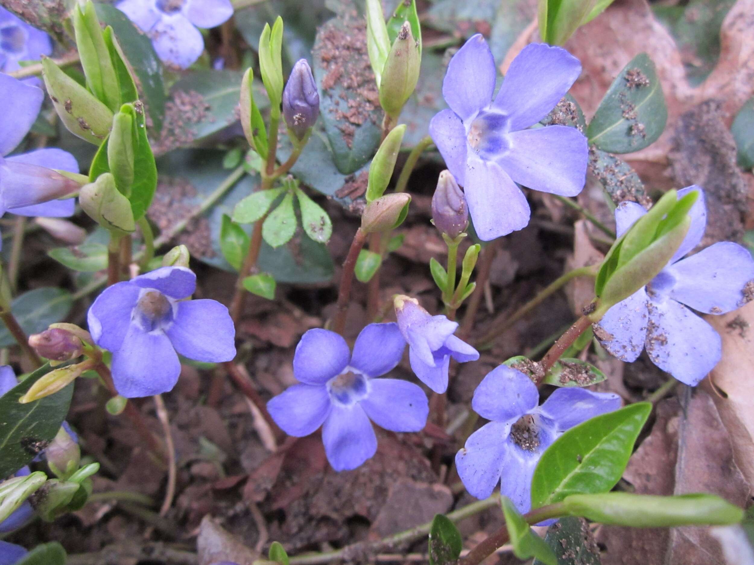 Image of Common Periwinkle