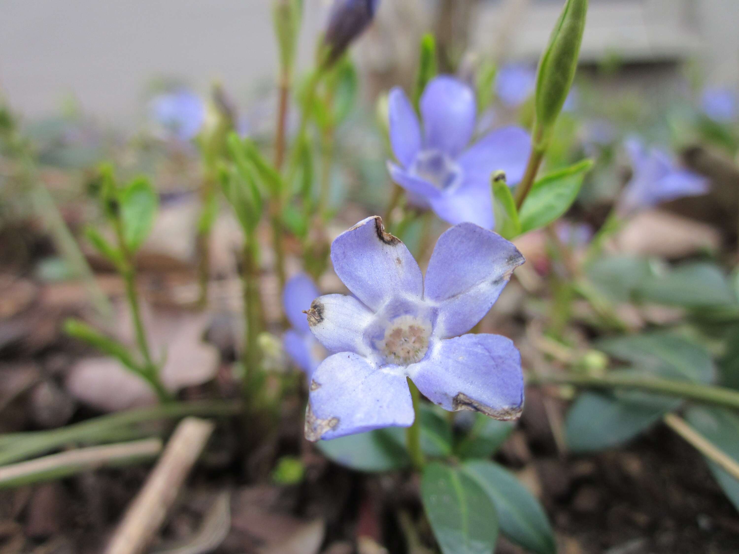 Image of Common Periwinkle