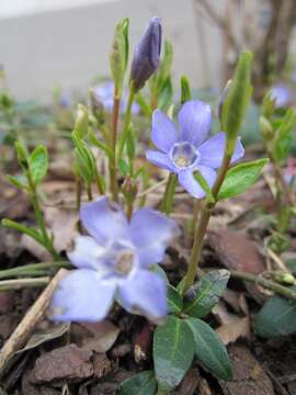 Image of Common Periwinkle