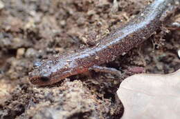 صورة Plethodon dorsalis Cope 1889