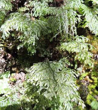 Image de Hymenophyllum villosum Col.