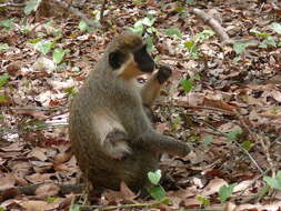 Image of Green Monkey