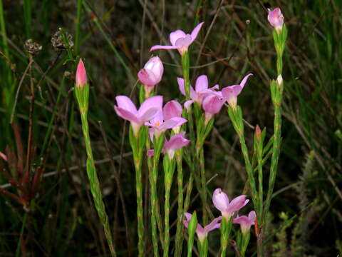 Image of Lachnaea uniflora (L.) Cr.