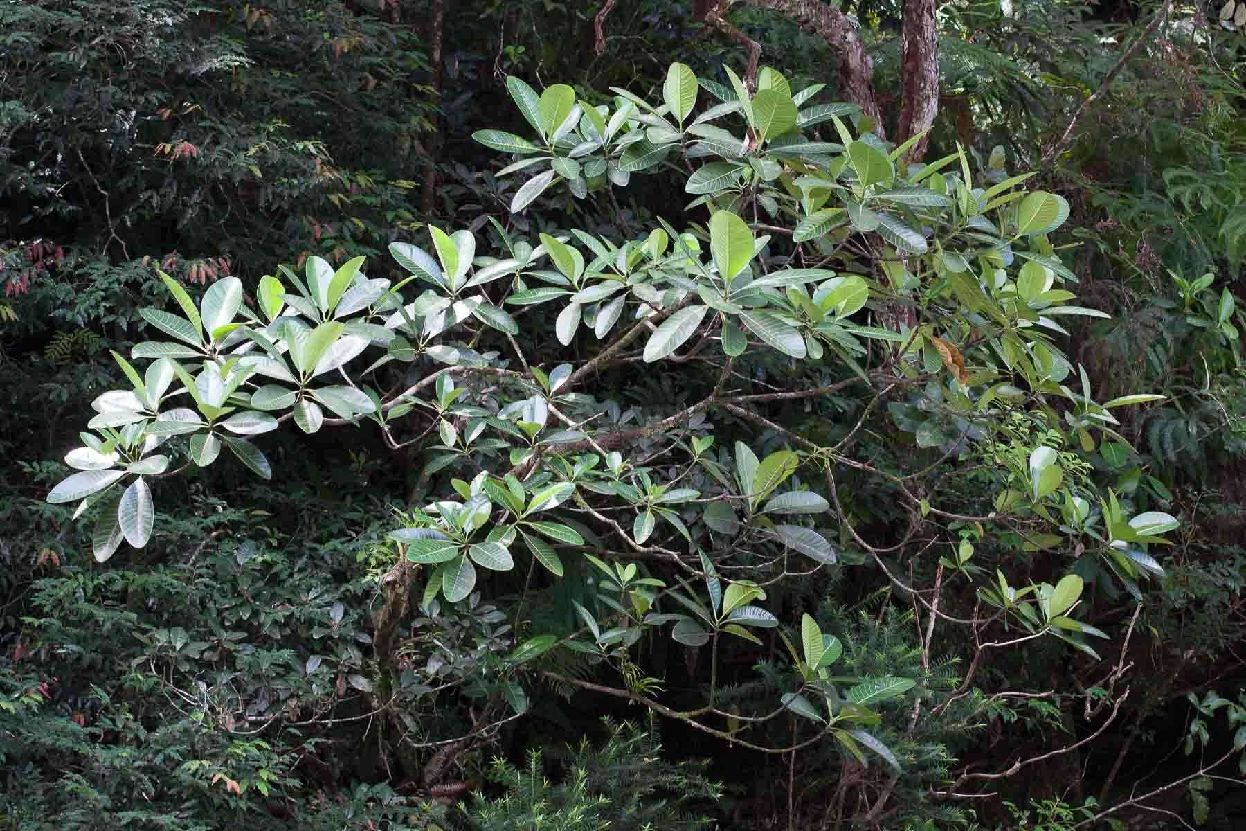 Image of Alstonia costata (G. Forst.) R. Br.