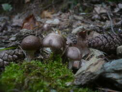 Image of Tricholoma cingulatum (Almfelt ex Fr.) Jacobasch 1892