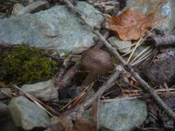 Image of Tricholoma cingulatum (Almfelt ex Fr.) Jacobasch 1892