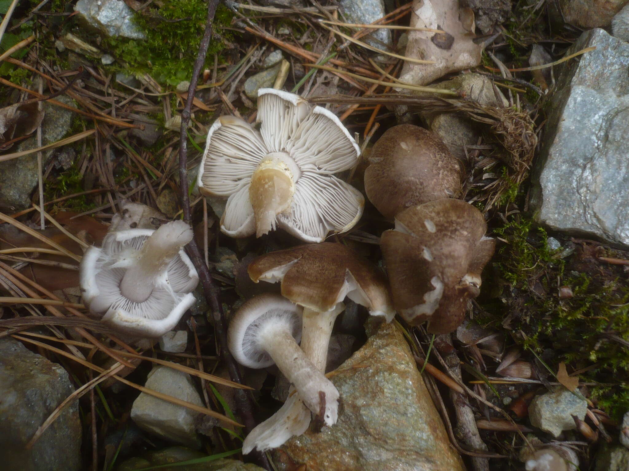 Image of Tricholoma cingulatum (Almfelt ex Fr.) Jacobasch 1892