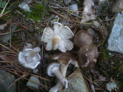 Image of Tricholoma cingulatum (Almfelt ex Fr.) Jacobasch 1892