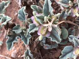 Acleisanthes diffusa (A. Gray) R. A. Levin resmi