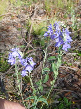 Image of Veronica arcuata (B. G. Briggs & Ehrend.) B. G. Briggs