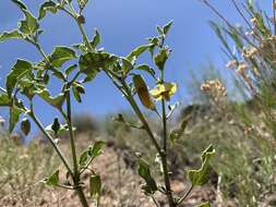 Image of ivyleaf groundcherry