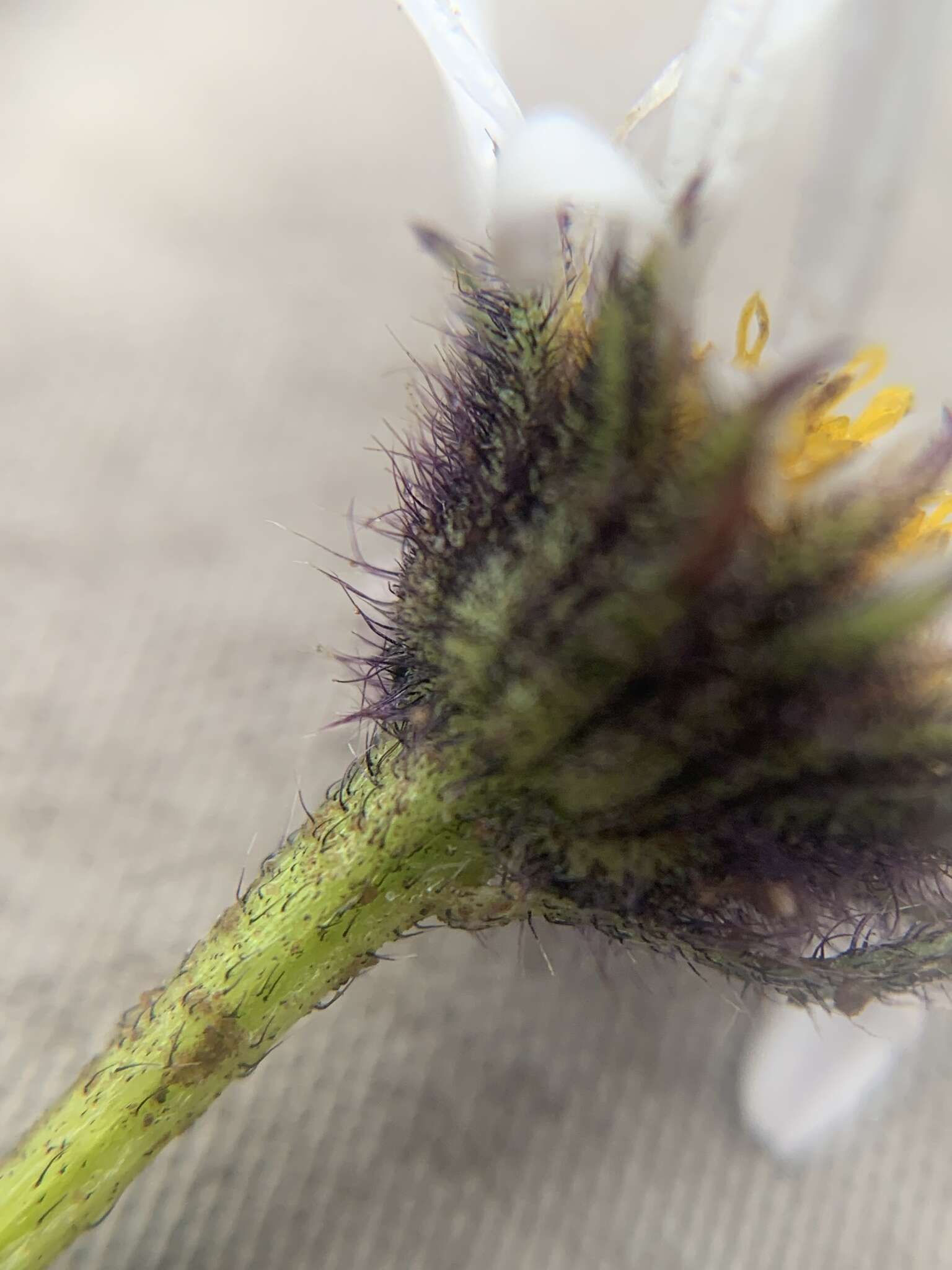 Image of blackhead fleabane