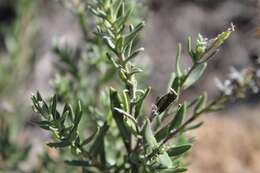 Lobostemon gracilis Levyns resmi