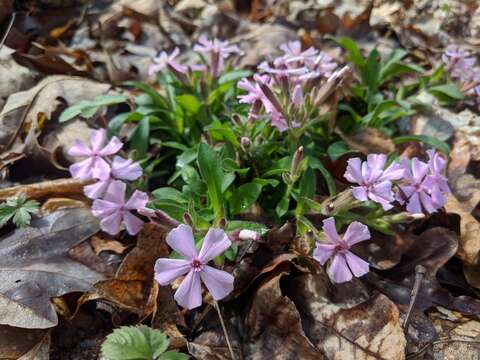 Image of sticky catchfly