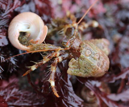 Image of greenmark hermit crab