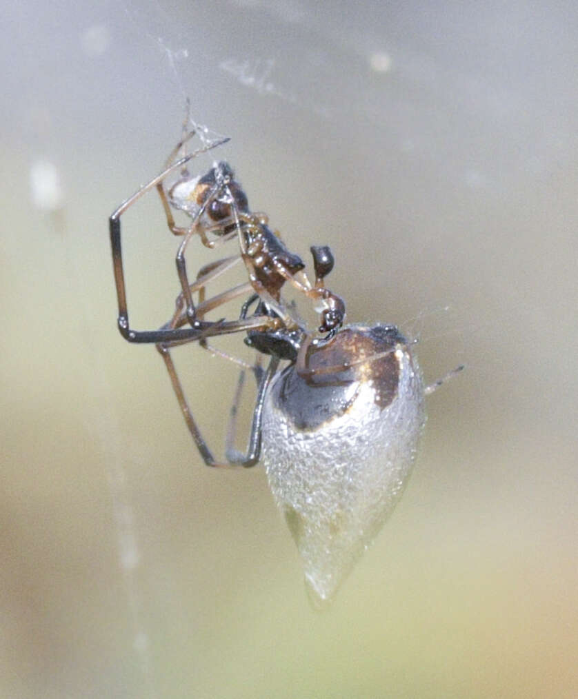 Imagem de Argyrodes elevatus Taczanowski 1873