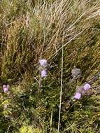 Sivun Euphrasia collina R. Br. kuva