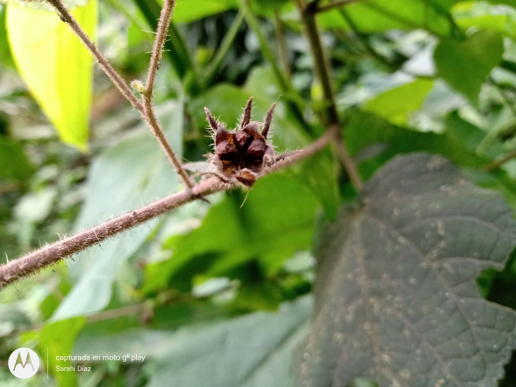 صورة Pavonia paniculata Cav.