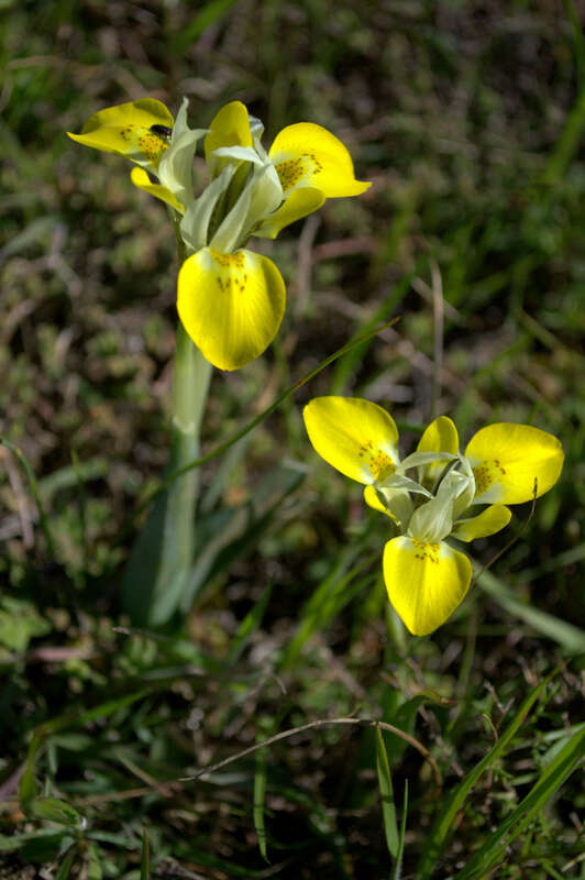 Image of Moraea macronyx G. J. Lewis