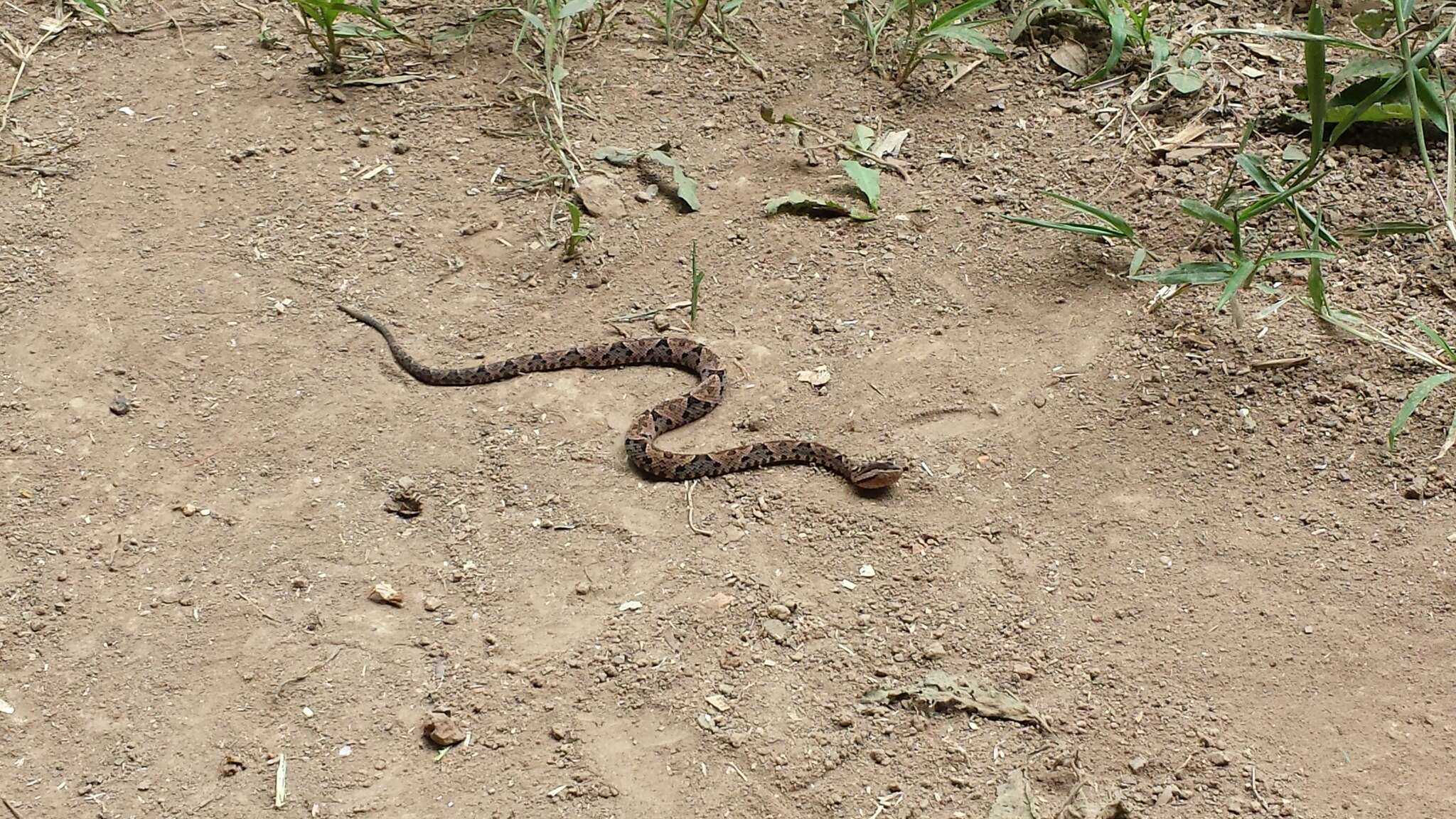 Plancia ëd Bothrops asper (Garman 1883)