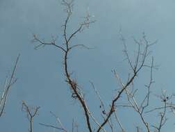 Image of cork elm