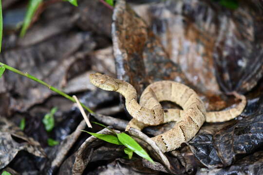 Imagem de Bothrops osbornei Freire-Lascano 1991