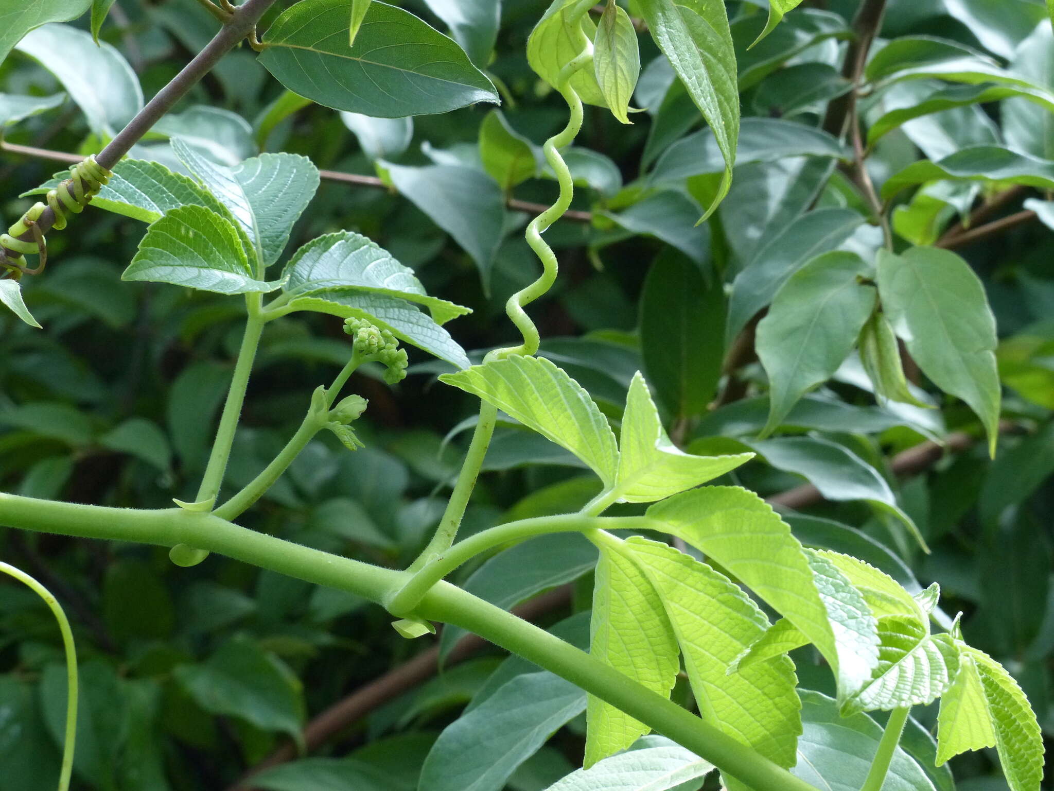 Cayratia auriculata (Roxb.) Gamble resmi