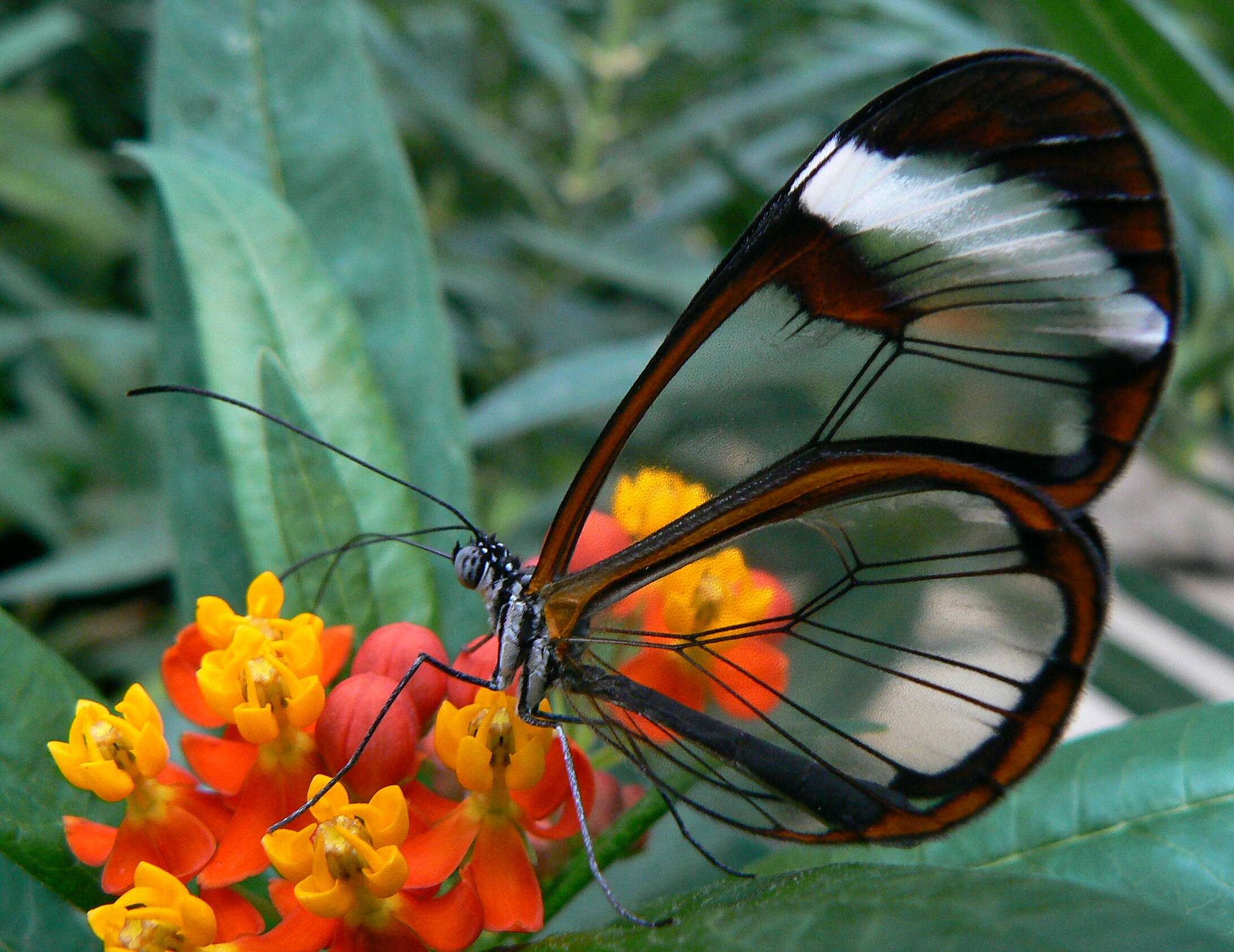 Image of Glass Wing