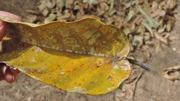 Image of Ficus bussei Warb. ex Mildbr. & Burret