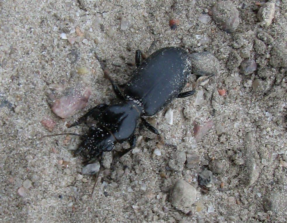 Imagem de Broscus (Broscus) cephalotes (Linnaeus 1758)