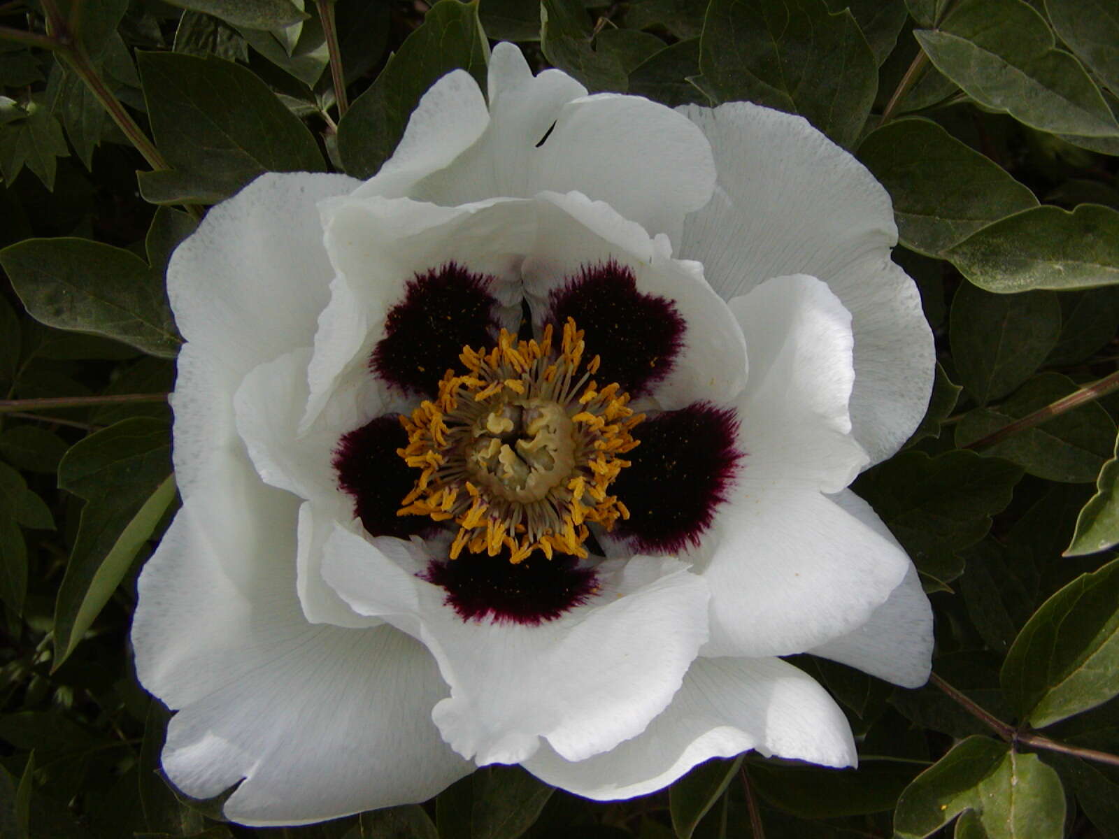 Image of Paeonia rockii (S. G. Haw & Lauener) T. Hong & J. J. Li ex D. Y. Hong