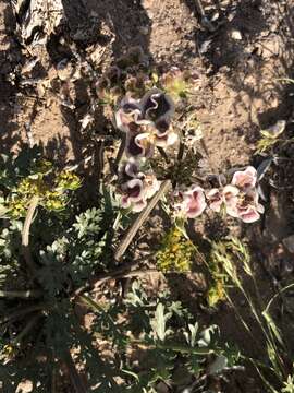 Imagem de Cymopterus glomeratus var. fendleri (A. Gray) R. L. Hartm.