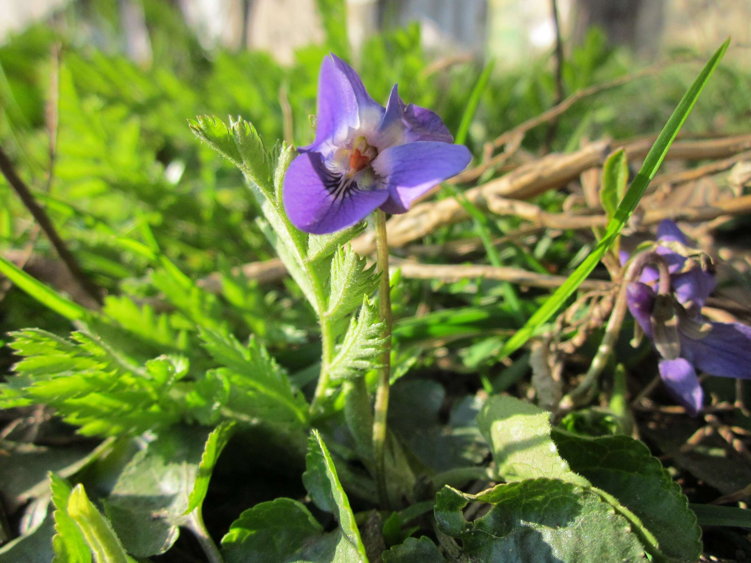 Image of sweet violet