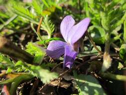 Image of sweet violet