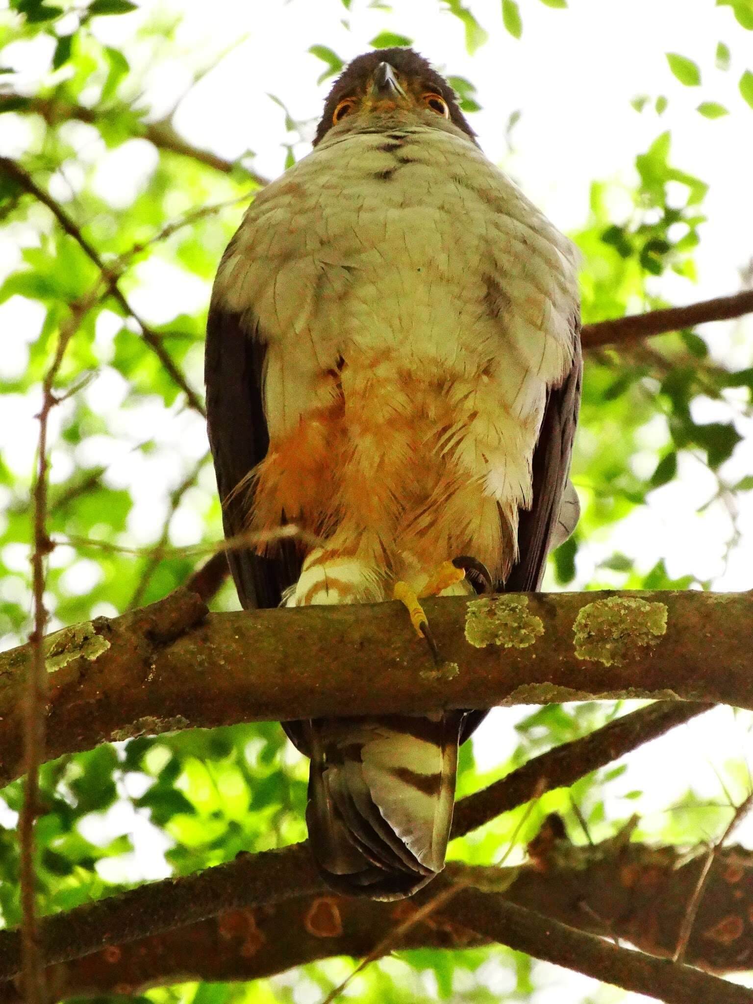 Image of Bicolored Hawk