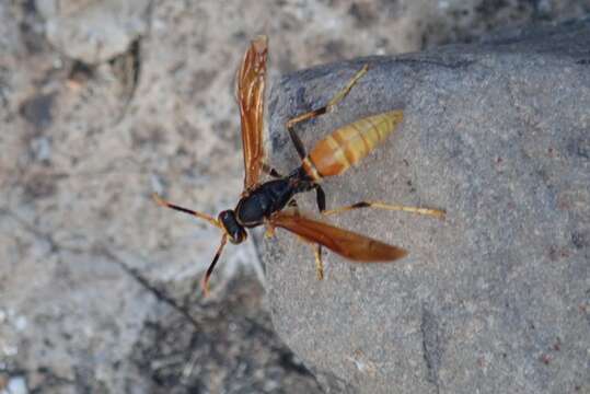 Image of <i>Polistes <i>comanchus</i></i> comanchus