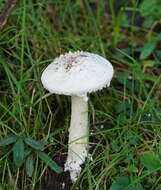 Image de Amanita farinacea (Sacc.) Cleland & Cheel 1914