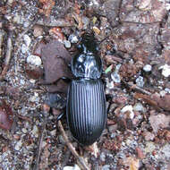 Image of Carabidae