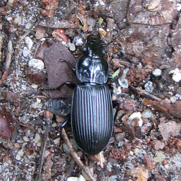 Plancia ëd Pterostichus (Petrophilus) melanarius (Illiger 1798)