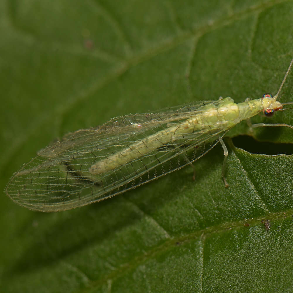 Image of Chrysoperla rufilabris (Burmeister 1839)