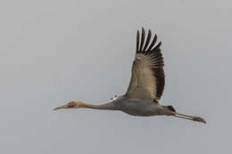 Image of White-naped Crane