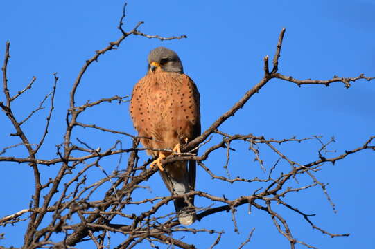 Image of Rock Kestrel