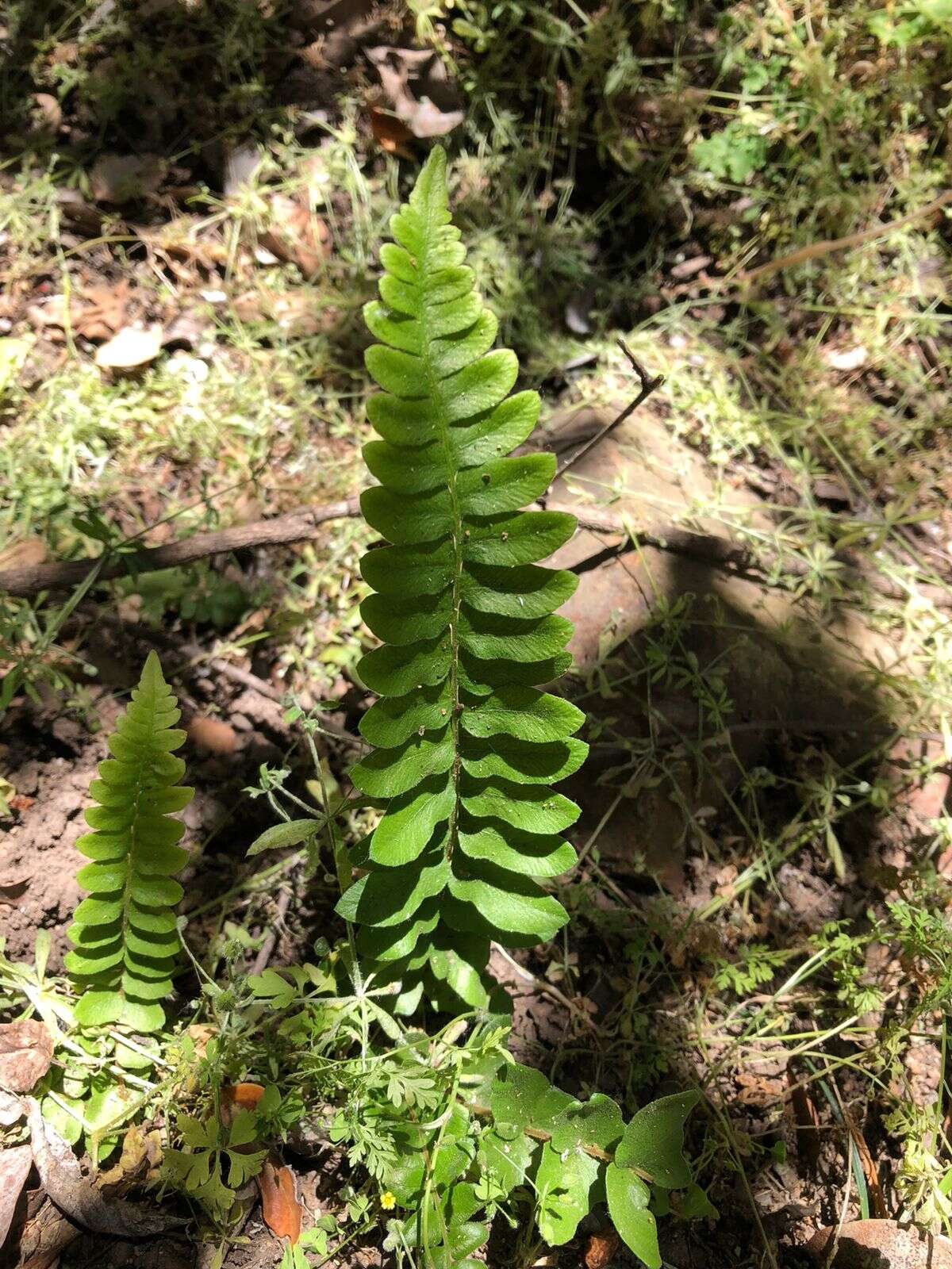 Sivun Blechnum hastatum Kaulf. kuva