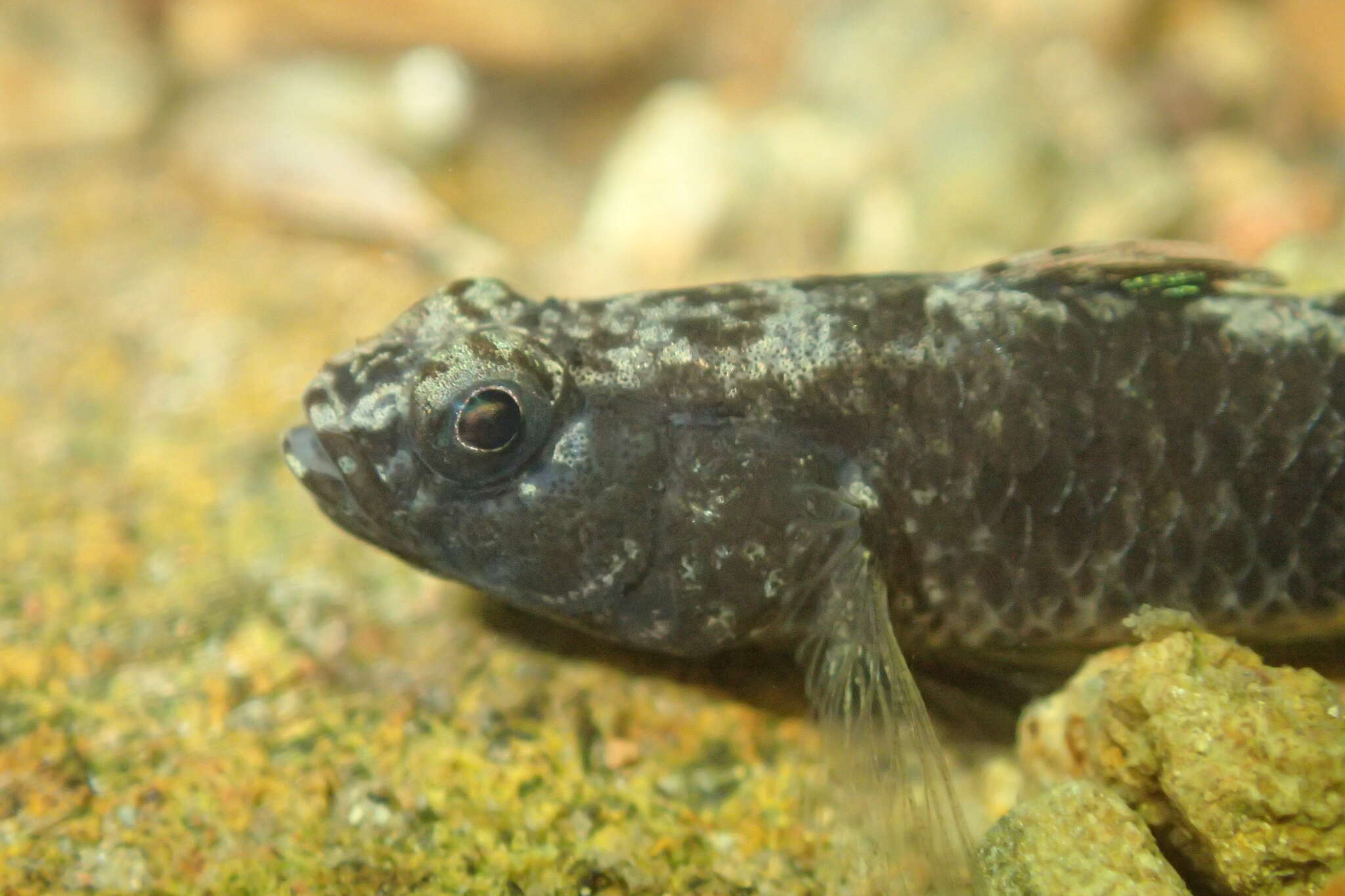 Image of Bigmouth Goby