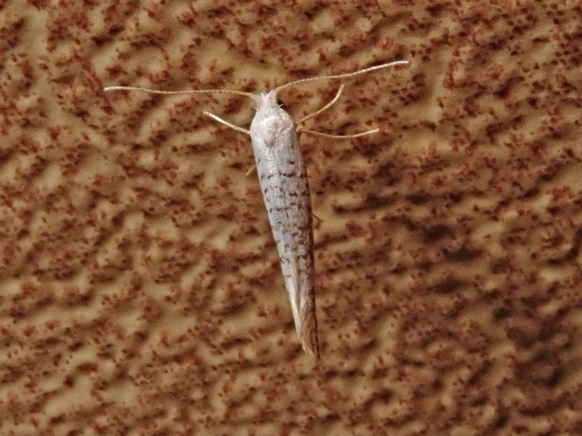 Imagem de Argyresthia retinella Zeller 1839