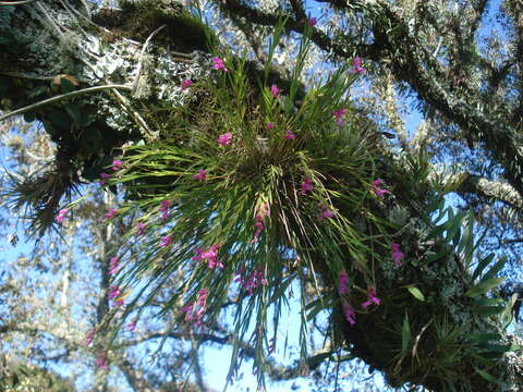 Isochilus linearis (Jacq.) R. Br. resmi